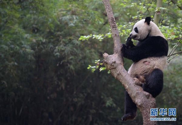 新澳门四不像凤凰版凤凰|精选准确资料解释落实