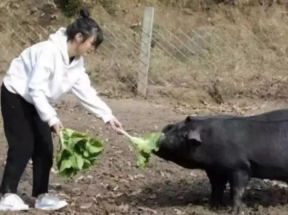 毕业后我回家养猪了最新章节