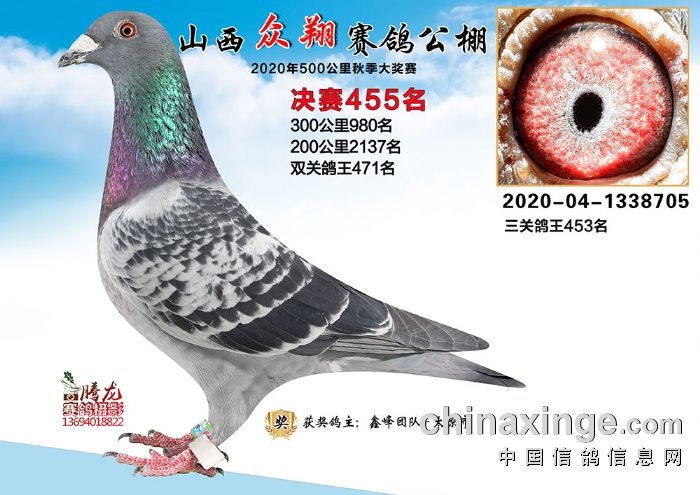 山西赛鸽公棚最新公告