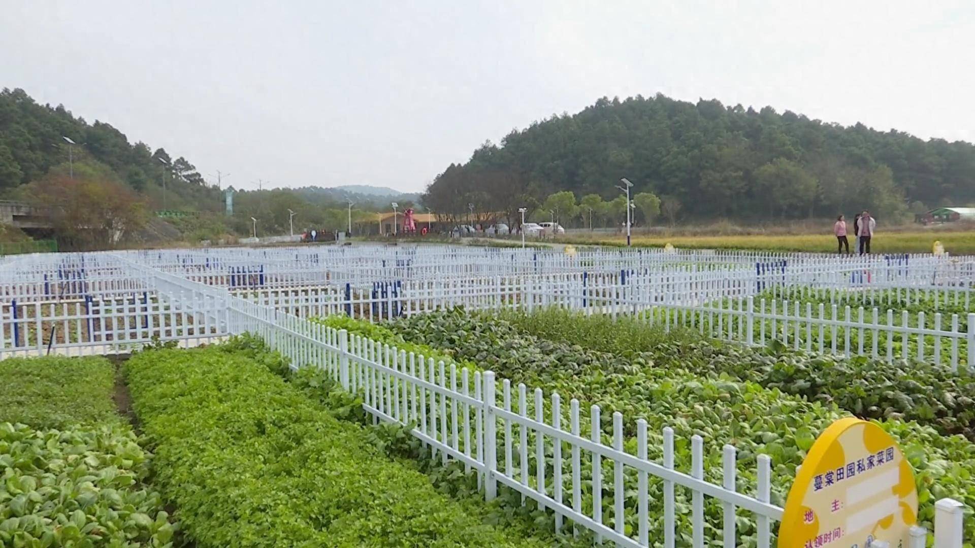 微派农场最新消息