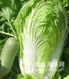山东大白菜最新价格