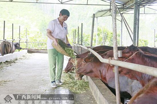 广西环江县最新新闻