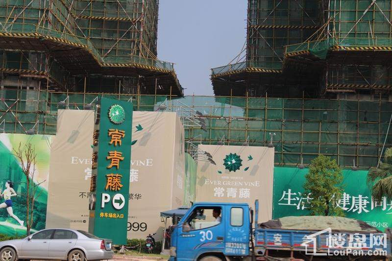 新乡常青藤的最新动态