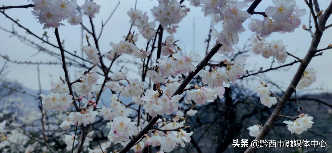 黔西花开城最新消息