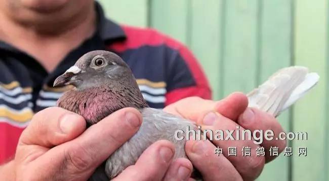 最新阿翁鉴鸽视频全集