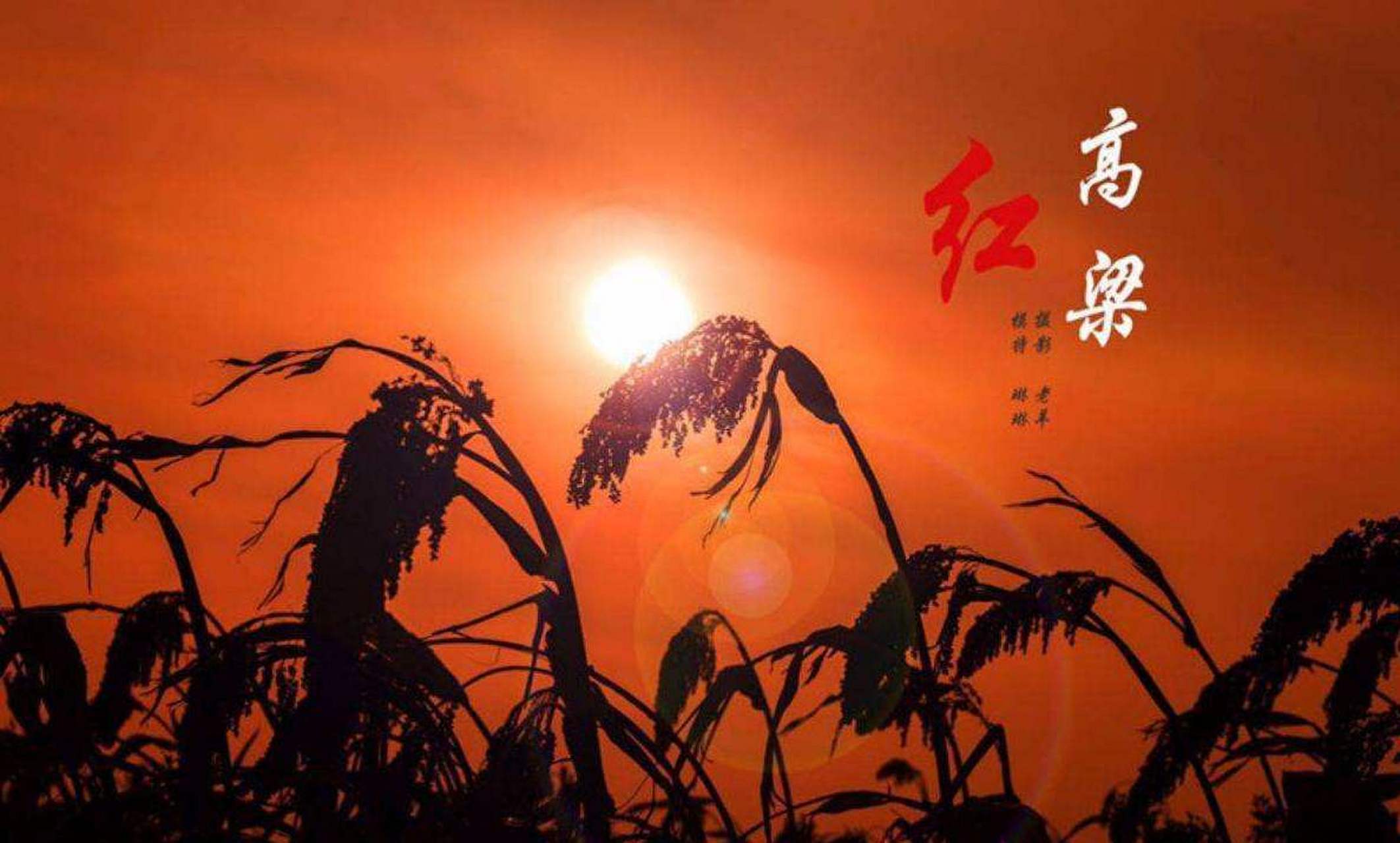 燃情高粱地最新章节