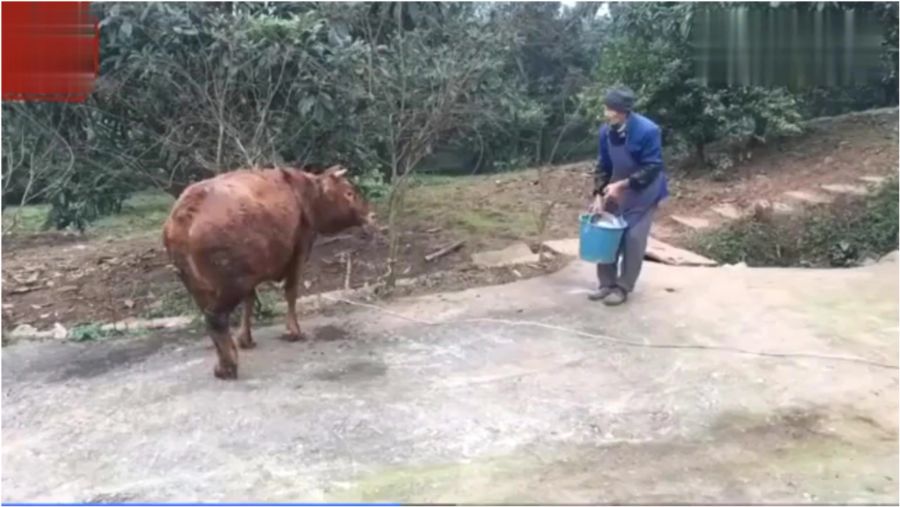 最新杀牛场杀牛视频