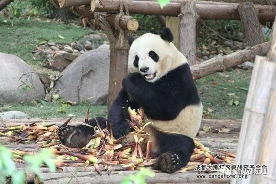 熊猫摇摇下载最新版