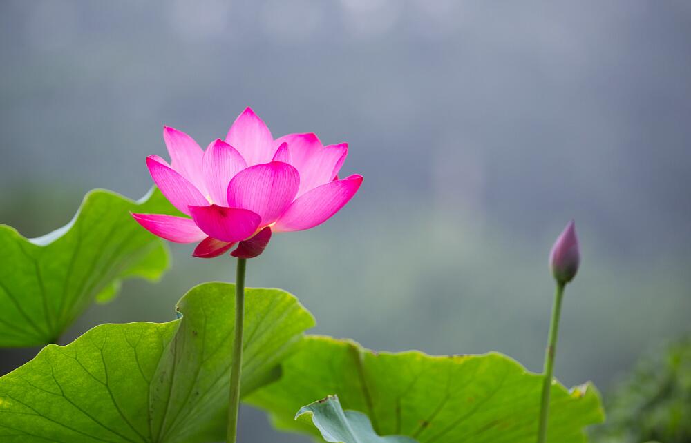 河南莲花健康最新消息