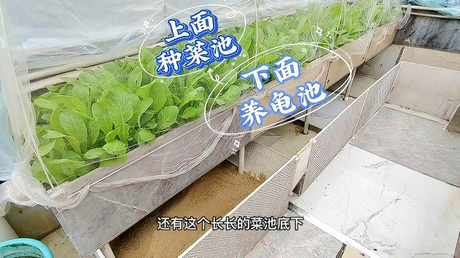 最新龟池设计图片楼顶