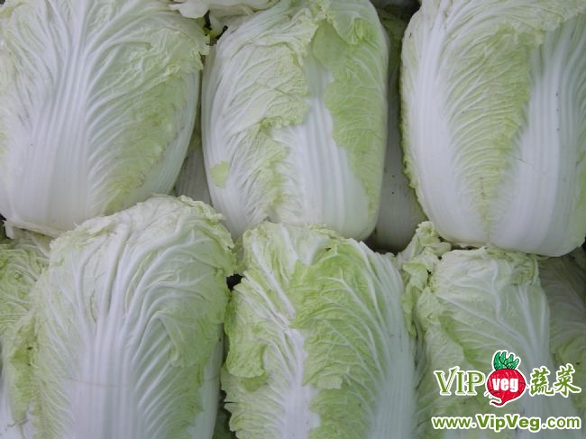 最新山东白菜价格