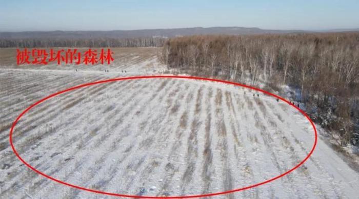 黑龙江毁林种参最新