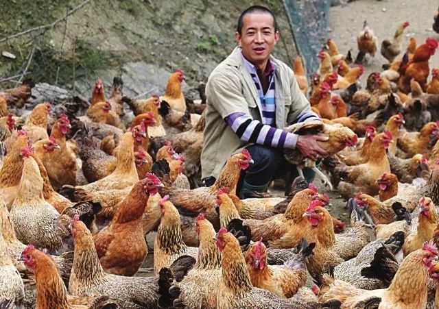 蛋鸡劝业网辽宁鸡蛋最新价格