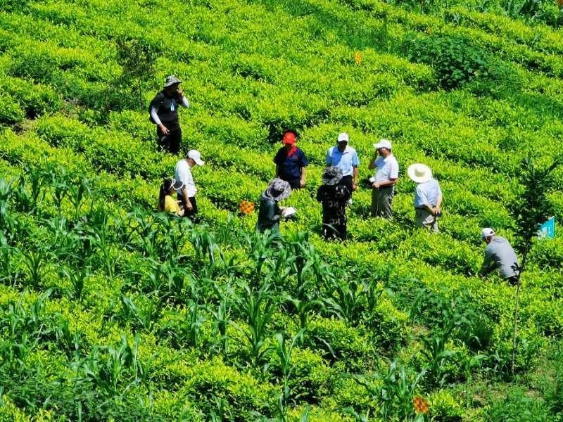 三生最新奖金制度讲解