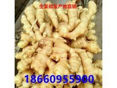 生姜价格的最新消息