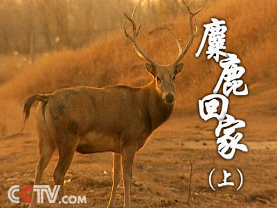 今天的四不像图肖图,揭秘今日四不像图肖图的独特魅力