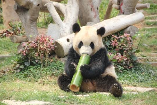 老澳门彩资料网站,老澳门彩资料网站，探索与解析