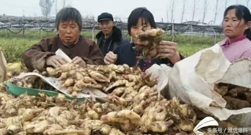 昌邑大姜最新价格表,昌邑大姜最新价格表与市场走势分析