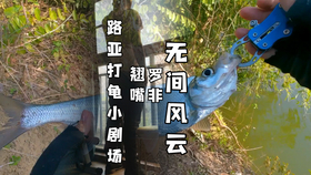 最新钓翘嘴鱼视频直播,最新钓翘嘴鱼视频直播，探索钓鱼新境界