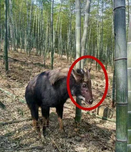 四不像正版 正版四不像一|精选准确资料解释落实,关于四不像正版与正版四不像一，精选准确资料解释落实的文章
