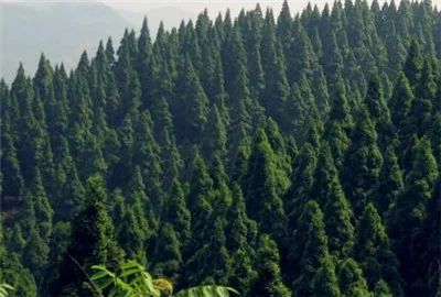湖北省国有林场改革最新消息,湖北省国有林场改革最新消息