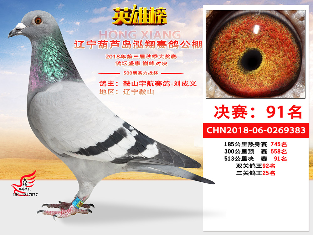 铭桥赛鸽公棚最新公告,铭桥赛鸽公棚最新公告