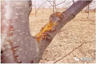苹果树腐烂病最新方法如下,苹果树腐烂病最新方法探讨与防治策略