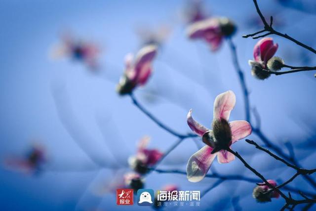 欣欣向荣最新作品三春,欣欣向荣最新作品三春，绽放的生命与时代的赞歌