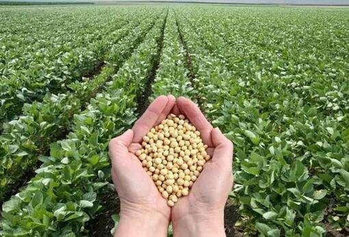 国产大豆收购最新消息,国产大豆收购最新消息深度解析