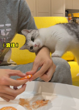 吃播猫小九最新一期,吃播猫小九最新一期，美食与萌宠的完美结合